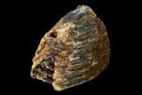 Partial Woolly Mammoth Molar - North Sea Deposits #149864-3